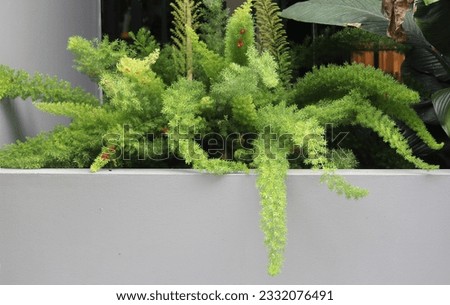 Asparagus fern plant in an apartment building complex. Asparagus aethiopicus Royalty-Free Stock Photo #2332076491