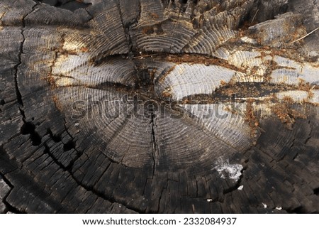 close texture of a cut pine tree