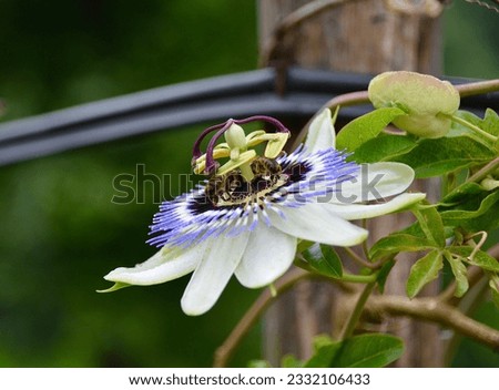 Bees collecting pollen from passion flower in front of a soft background