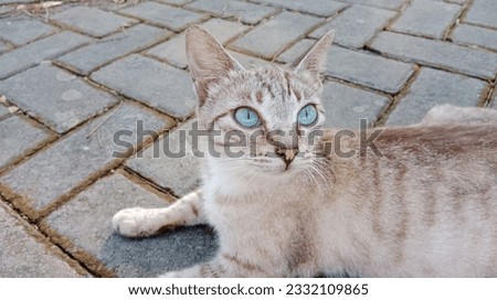 A cat with beautiful eyes and a mix of yellow and white fur