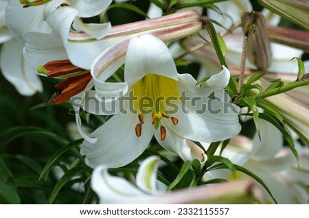 blooming white lilies in the garden