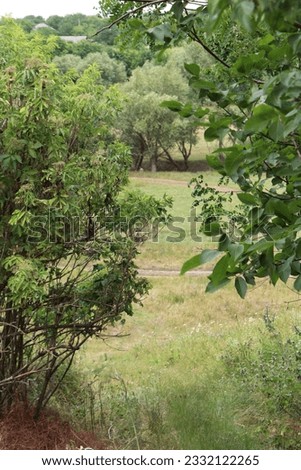 A grassy field with trees and grass