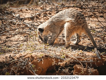 Very curious and alert meerkat 