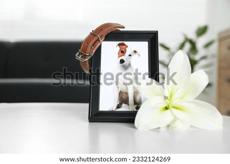 Frame with picture of dog, collar and lily flower on white table indoors, closeup. Pet funeral