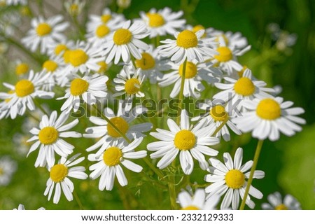 Matricaria recutita is an Asteraceae with white flowers Royalty-Free Stock Photo #2332129333
