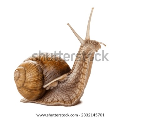 Garden snail isolated on white. Royalty-Free Stock Photo #2332145701