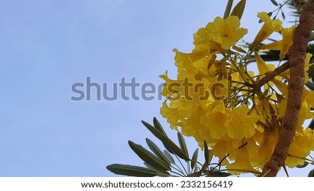 tabebuya yellow flower Cool abstract presentation background for your various design needs