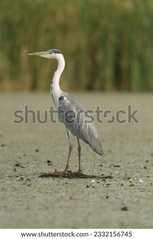 Grey heron - Ardea cinerea standing on wetland with green background. Photo from Hungary. Vertical.