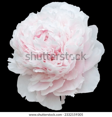 Gentle pink peony isolated on black background