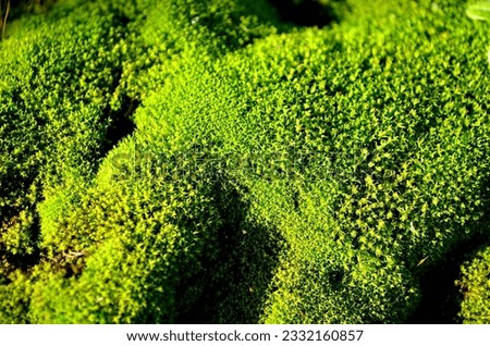 Green Moss Macro stock photos Free or royalty free photos and images. Use them in commercial designs under lifetime perpetual  worldwide
