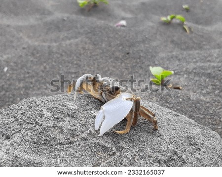 Marvel at the stunning image of a magnificent crab gracefully facing left on a sandy beach. Behold the beauty of this exquisite seaside creature. Royalty-Free Stock Photo #2332165037