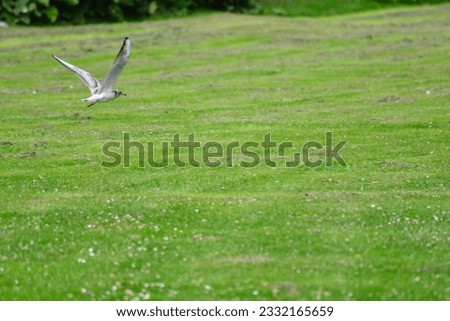 Sea gulls and gulls flying above the water and grassland, waiting for the fish by the side of the water. These pictures are taken with green and blue background of both water and cloudy reflection