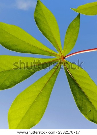 Cassava leaf with blue sky background 