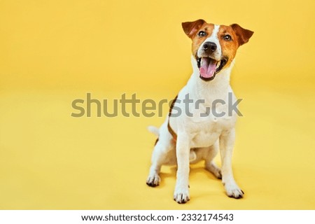 Portrait of cute funny dog jack russell terrier. Happy dog sitting on bright trendy yellow background. Free space for text. Royalty-Free Stock Photo #2332174543