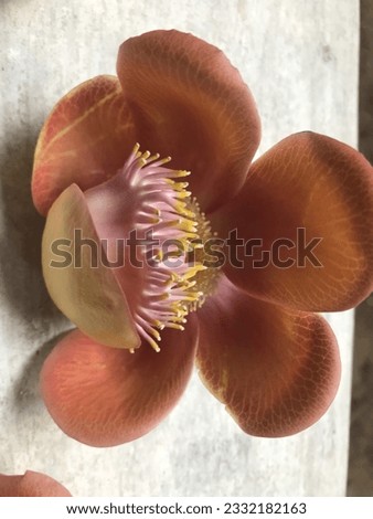  The beautiful  couroupita guianensis flower