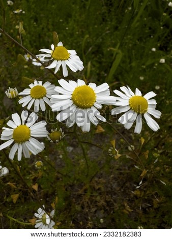 Daisies on the home lawn in the village