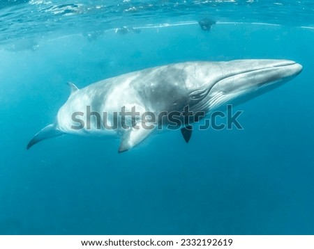 Minke whales in Great Barrier Reef Royalty-Free Stock Photo #2332192619