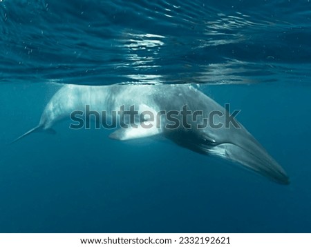 Minke whales in Great Barrier Reef Royalty-Free Stock Photo #2332192621