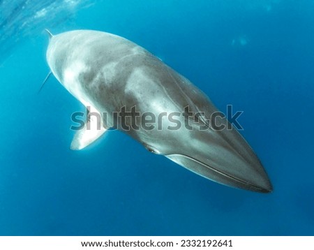 Minke whales in Great Barrier Reef Royalty-Free Stock Photo #2332192641