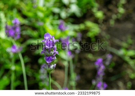 Close-up of a lavender flower on a beautifully blurred green background. Summer weather.