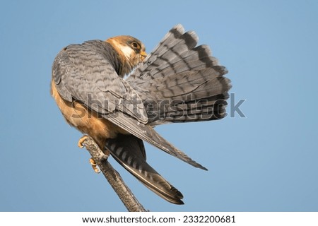 Red-footed falcon, western red-footed falcon - Falco vespertinus, male perched with blue sky in background. Photo from Kisújszállás in Hungary.