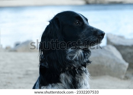 dog nature healthy lifestyle walking rocks river ocean dog animals spaniel