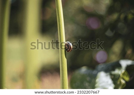 A garden snail on a blade of grass.