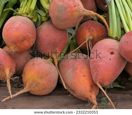golden beets in a bunch for sale at a farmers market (vegetable, fruit, healthy, sweet diet food vegetarian)