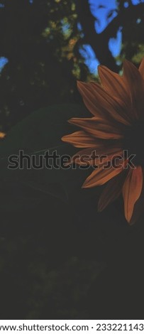 Sunflower in the sunlight on a summer morning for your phone or tablet screensaver banner wallpaper logo 