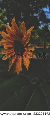 Sunflower in the sunlight on a summer morning for your phone or tablet screensaver banner wallpaper logo 