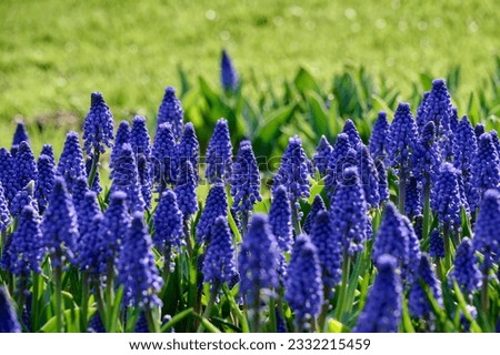 muscari Lindsay field with grass as background Royalty-Free Stock Photo #2332215459