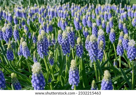 Muscari touch of snow field Royalty-Free Stock Photo #2332215463