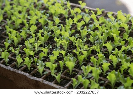 
Small lettuce seedlings ready to be replanted Royalty-Free Stock Photo #2332227857