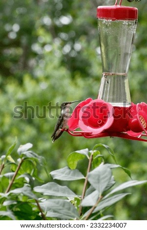 Hummingbird Enjoying A Sweet Drink