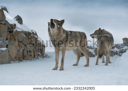 howling gray wolves on the background of stones