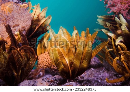 Elegant Feather star (Tropiometra carinata) underwater on the reef