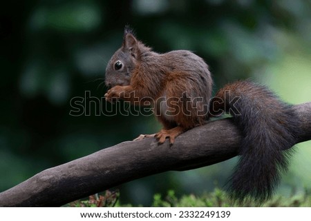 Hungry red squirrel (Sciurus vulgaris) eating a nut on a branch. Noord Brabant in the Netherlands.                                                                                                  