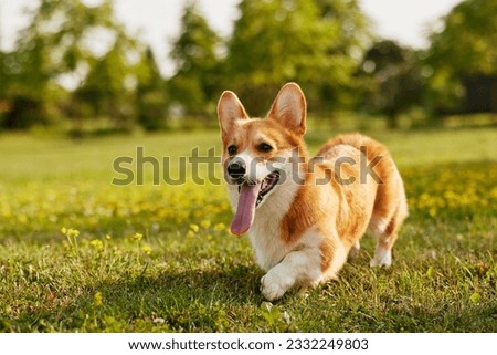 Corgi dog pembroke welsh corgi walking outdoor in summer park Royalty-Free Stock Photo #2332249803