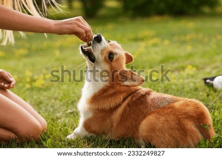 young girl trains pembroke welsh corgi in the park in sunny weather, happy dogs concept Royalty-Free Stock Photo #2332249827