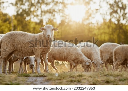 a herd of sheep walks freely on a farm on a sunny day, eco farm concept Royalty-Free Stock Photo #2332249863