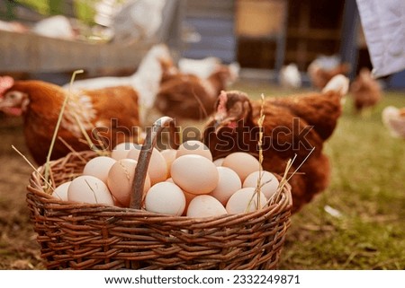 farmer holding goat with eggs in chicken eco farm, free range chicken farm Royalty-Free Stock Photo #2332249871
