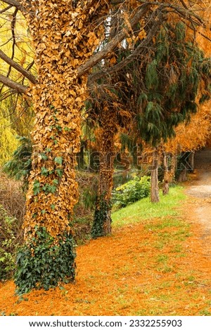 Very colorful autumn picture in Gyula.