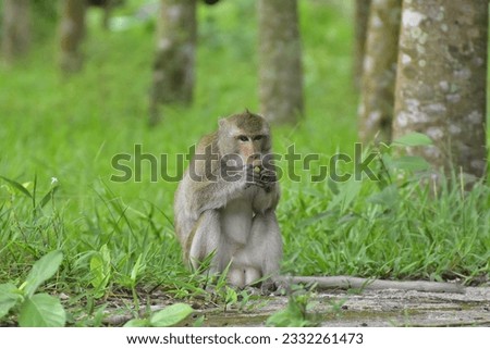 Long tailed macaque monkeys on roadside. the monkey sits and eats banana