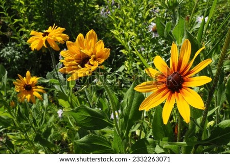 Rudbeckia plant genus in the Asteraceae or composite family. Rudbeckia flowers feature a prominent, raised central disc in black, brown shades. Coneflowers and black-eyed-susans. Summer yellow flower.