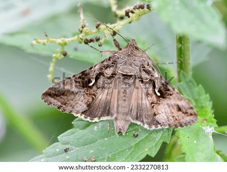 Butterfly (Autographa gamma) resting in the green.  Royalty-Free Stock Photo #2332270813