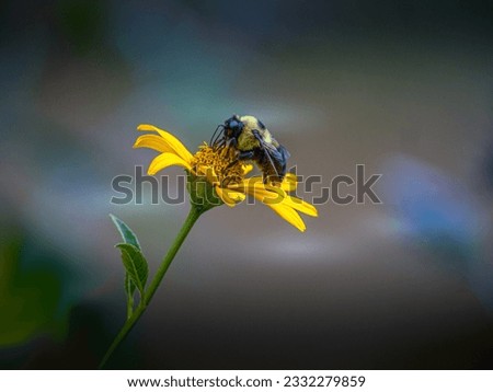 bumblebee, bumble bee, genus Bombus, part of Apidae, one of the bee families.