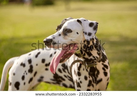 portrait of a Dalmatian dog in the park on a sunny day. dog care concept Royalty-Free Stock Photo #2332283955