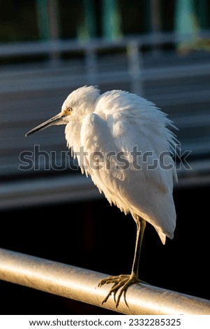 The Little Egret settles down on the pier at the end of the afternoon in Florianópolis