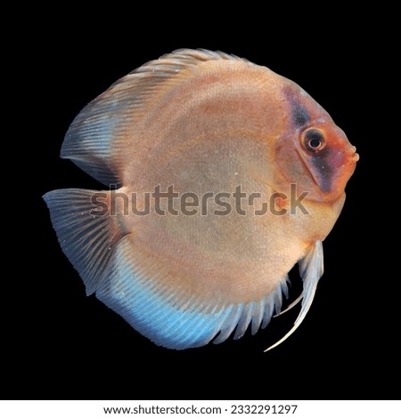 discus fish  brown ghost strain