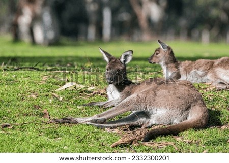 Two brown kangaroos lying on the grass